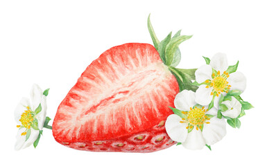 Red strawberry half, slice hand drawn watercolor illustration. Delicious food art, botanical realistic painting. Berry and white flowers clipart for cafe menu, packaging of farm goods, vegan products