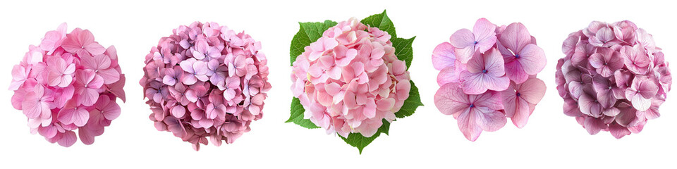 Pink hydrangea, a variety of flowers, cut out , isolated background.