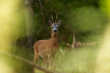 Rehbock im Wald © Matthias