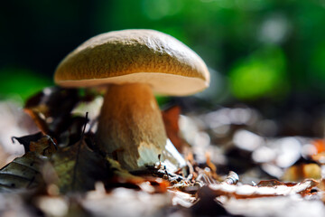 Big ripe porcini mushroom in summer forest close up. King bolete mushroom macro