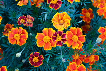 Marigold flower on blurred field background. Landscape with tagetes. French marigolds for publication, poster, calendar, post, screensaver, wallpaper, postcard, cover, web. High quality photo