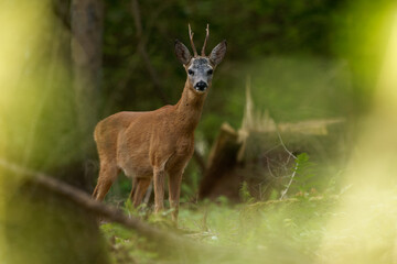 Rehbock im Wald