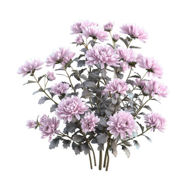 Chrysanthemum shrub variety Belgo Lilac in a transparent background