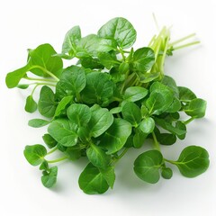 Obraz premium a bunch of green leaves on a white surface