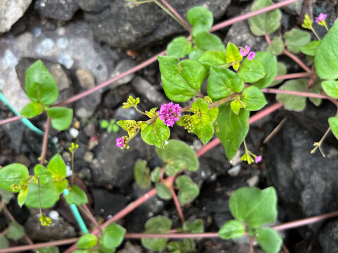 Boerhavia diffusa ( punarnava ) ayurvedic plant.