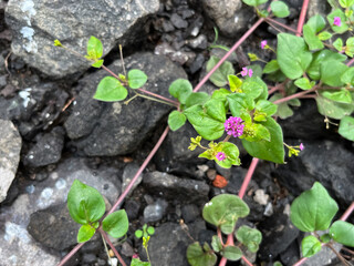 Boerhavia diffusa ( punarnava ) ayurvedic plant.