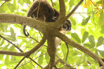 Sulawesi bear cuscus, also known as the Sulawesi bear phalanger (Ailurops ursinus), is a species of arboreal marsupial in the family Phalangeridae.