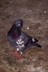 Pigeon standing on the ground. Pigeon with beautiful dark dominant feathers. Flash on.