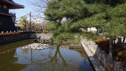 Fototapeta premium japanese garden in spring