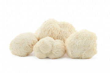 Fresh Lion's Mane mushrooms on a white background. © vetre