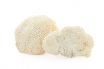 Lion's Mane mushrooms on a white background