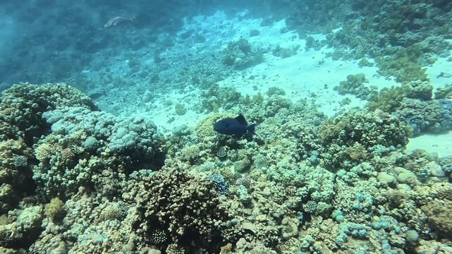 Blue triggerfish (Pseudobalistes fuscus). Sharm el Sheikh, Egypt.