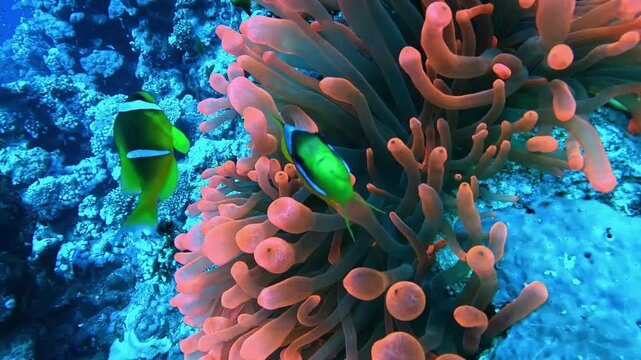 Red Sea Anemonefish(amphiprion bicinctus)  with rare red bubble anemone (entacmaea quadricolor). Taken at Ras Mohammed in Sharm el Sheikh.