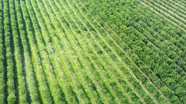 Drohne fliegt &uuml;ber gr&uuml;ne Aroniaplantage, Apfelbeerstr&auml;ucher in Reihe, nat&uuml;rliches Muster