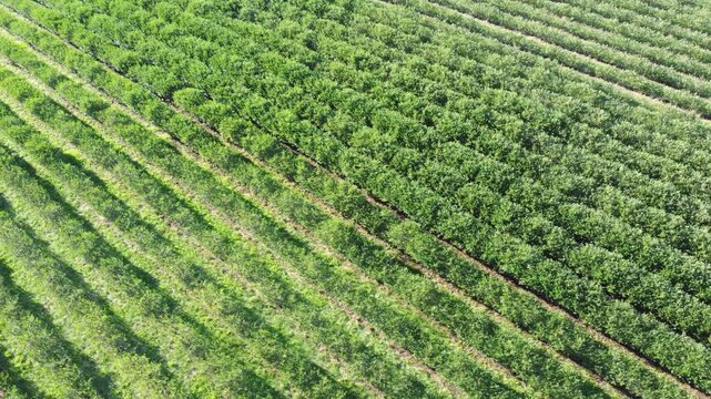 Drohne fliegt &uuml;ber gr&uuml;ne Aroniaplantage, Apfelbeerstr&auml;ucher in Reihe, nat&uuml;rliches Muster