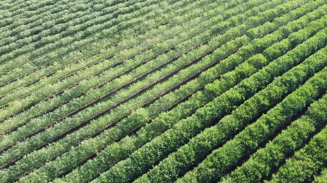 Drohne fliegt &uuml;ber gr&uuml;ne Aroniaplantage, Apfelbeerstr&auml;ucher in Reihe, nat&uuml;rliches Muster