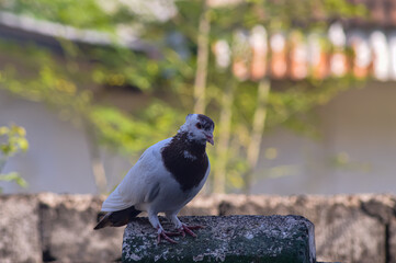 Pigeon perched on a brick fence. Pigeon with brown and predominantly white feathers. Blurred background.