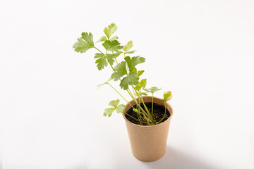 イタリアンパセリ