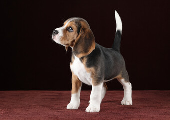 Cute little beagle puppy on brown background