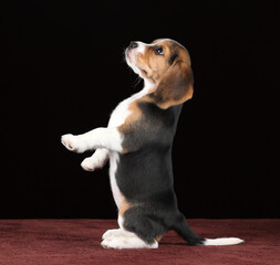 Cute little beagle puppy on brown background