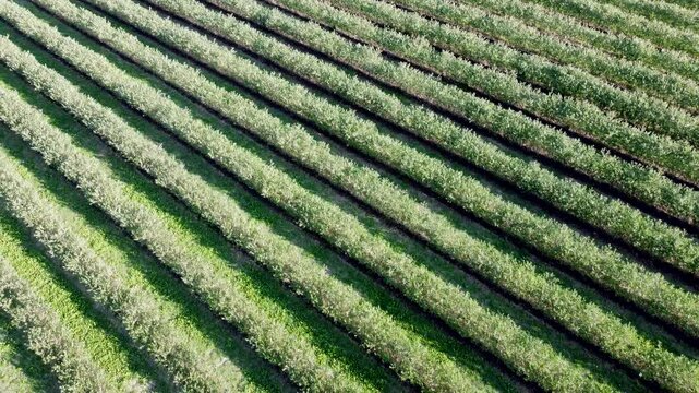 Drohne fliegt &uuml;ber gr&uuml;ne Aroniaplantage, Apfelbeerstr&auml;ucher in Reihe, nat&uuml;rliches Muster