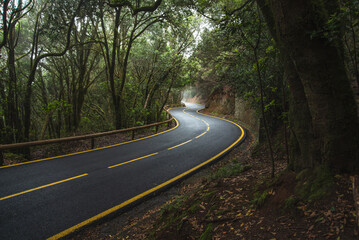 Mountain serpentine, empty road in a misty laurel forest in the fog. Anaga, Tenerife, Canary islands