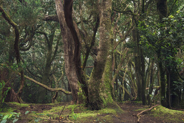 An ancient laurel forest in the mist. Anaga, Tenerife, Canary islands