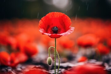 Obraz premium Close-up of a red poppy in a rainy field