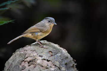 Black-browed Fulvetta perching on tree stump