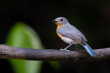 Tickell's blue flycatcher perching on a perch