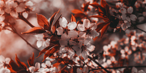 Fototapeta premium Stunning Cherry Blossoms in Warm Sepia Tone Nature's Beauty in Bloom
