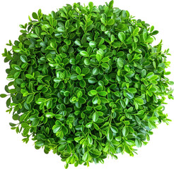 Obraz premium Green bush texture