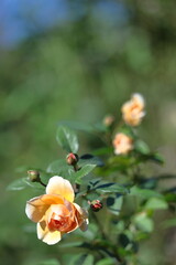 花の女王