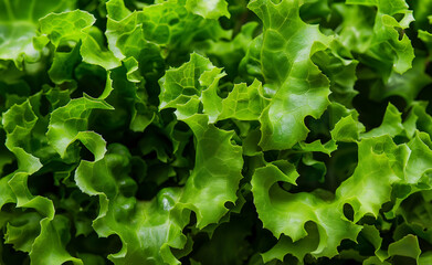A detailed close-up of fresh green lettuce leaves overlapping each other.