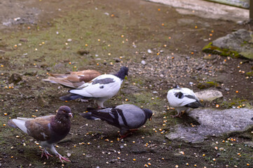 Five pigeons are eating corn on the ground. Pigeons with beautiful colored feathers.