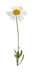 One beautiful chamomile flower on white background