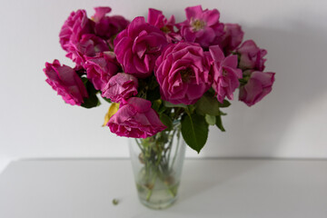 wilted roses in a vase