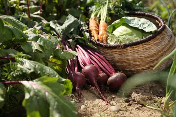 Different freshly harvested vegetables outdoors on sunny day