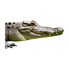 Fototapeta premium alligator resting isolated on transparent background
