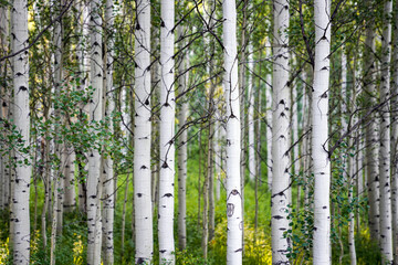 Aspen Trees - Colorado