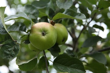 Fresh ripe apples on tree in garden