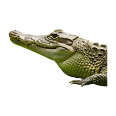 Fototapeta premium alligator resting isolated on transparent background