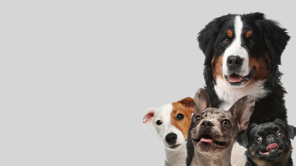 Adorable dogs on light grey background. Banner design with space for text