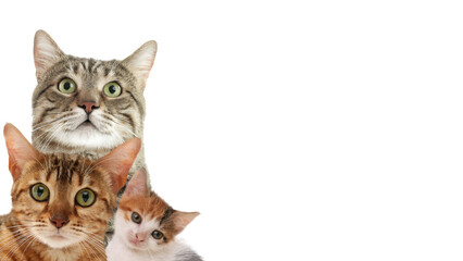 Cute cats on white background, banner design with space for text. Lovely pets