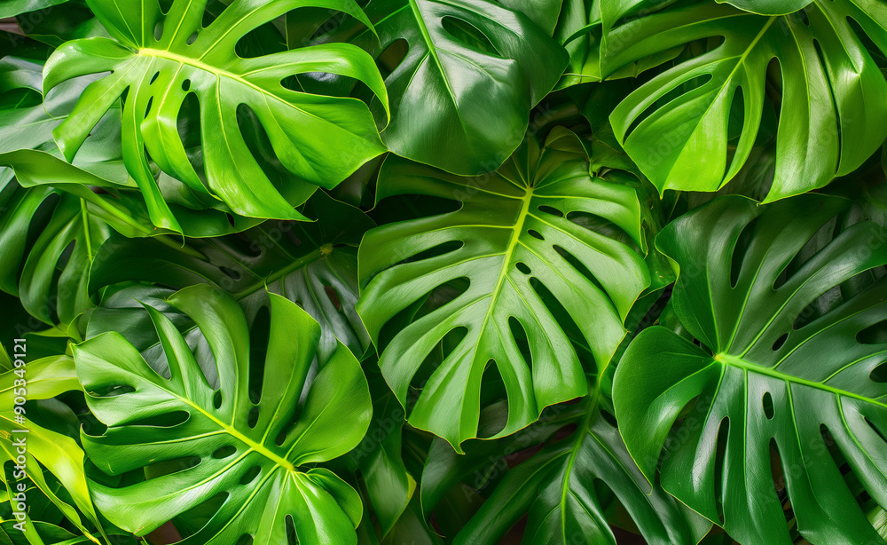 Wall mural an overhead view of lush green monstera leaves forms a rich, tropical foliage pattern.