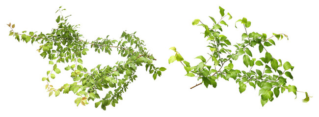 Tree branches with green leaves isolated on white