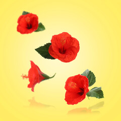 Red hibiscus flowers and green leaves in air on yellow background