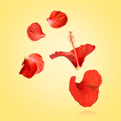 Red hibiscus flowers in air on yellow background