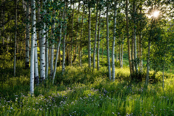 Obraz premium Crested Butte - Sunrise - aspen trees