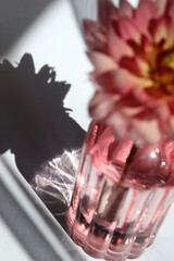pink dahlia flower in pink glass vase on black and white background